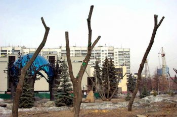 Вырубка деревьев в Курчатовском районе Челябинска оценена более чем в 1,7 миллиона рублей 